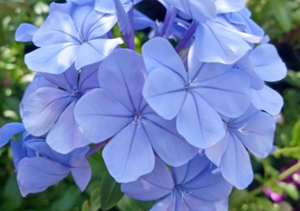 Cape Plumbago