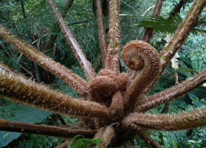 Flying Spider Monkey Tree Fern