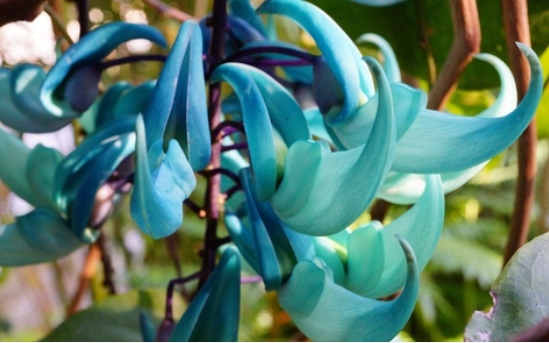 Green Jade Vine